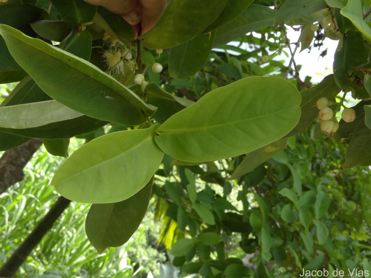 Syzygium samarangense (Blume) Merr. & L.M.Perry